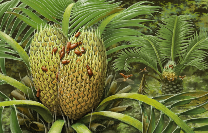 Artist’s conception of the beetle. During the mid-Cretaceous, this insect lived in a tropical forest on an island, which eventually became the west part of what is now Myanmar.